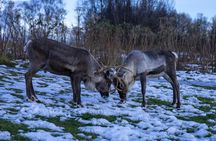 Tromsø: Big Bus Fjord Tour with free photos and wildlife