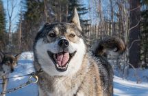 Pure Amazing Husky Mushing Experience Small Group