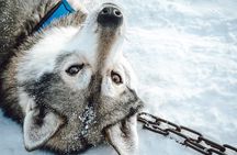 Pure Amazing Husky Mushing Experience Small Group
