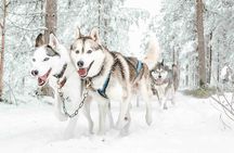 Pure Amazing Husky Mushing Experience Small Group