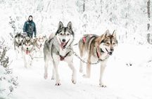 Pure Amazing Husky Mushing Experience Small Group