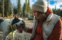 Autumn Husky Experience with Cart Ride and Photographer