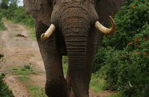 Adventure in Akagera Wildlife Park