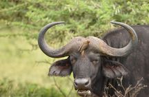 Full Day Hluhluwe Game Reserve Safari from Durban 