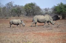Full Day Hluhluwe Game Reserve Safari from Durban 