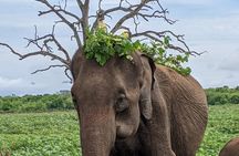 Udawalawe National Park Safari: 3 Hr, 5 Hour, Half Day, Full Day