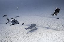 Bull Shark Dive in Playa del Carmen – Dive Machine Experience