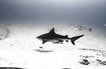 Bull Shark Dive in Playa del Carmen – Dive Machine Experience