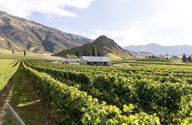 Premium Wine Tour Queenstown Tasting at 4 Wineries
