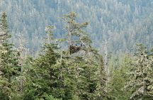 Ketchikan Waterfront & Wildlife Cruise