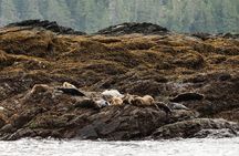 Ketchikan Waterfront & Wildlife Cruise