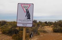 Punta Tombo LOW COST and Shore BUS Tours