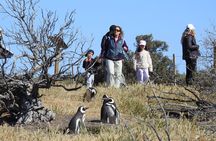 Punta Tombo LOW COST and Shore BUS Tours