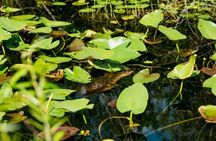 Everglades Airboat Ride and Nature Walk Private Tour