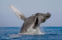 4-hour whale watching in magical Mazatlan