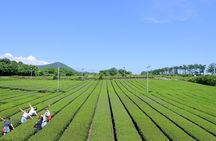 Jeju: UNESCO-Listed Southern Authentic Day Tour