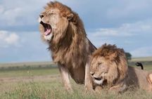 Nairobi National Park Safari- Morning Game Drive