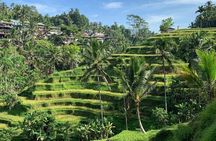 Ubud Tour Sacred Temple Waterfall Rice Terrace and Art Village