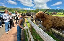 Private Shore Excursion-Castles, Highland Coos and Whisky Tasting