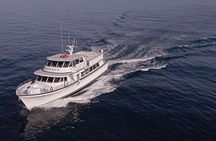 San Diego Dolphin Watch Sunset Cruise from Mission Bay