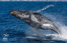 San Diego Dolphin Watch Sunset Cruise from Mission Bay