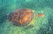 Tulum & Cenote All Inclusive