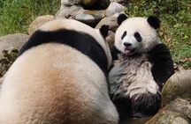 Skip Crowed Dujingyan Panda Tour Option Red Panda Interactive 