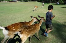 Nara Unlocked With a Private Car Tour from Kyoto by Guide