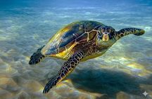 Abu Dabbab – Full Day Snorkeling with Turtles & Dugong – Hurghada