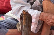 Agadir Mini Sahara Tour Discover Berber Culture and Desert Dunes