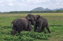 10 Day All Inclusive Sri Lanka Tour with B&B and Tuk Tuk Ride