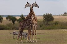 Nairobi City Tour and Giraffe Center Tour