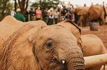 Nairobi City Tour and Giraffe Center Tour