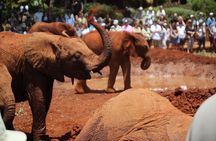 Nairobi City Tour and Giraffe Center Tour