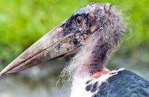 Nairobi City Tour and Giraffe Center Tour