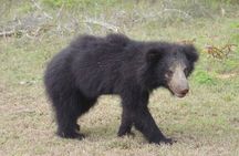 Private Jeep Safari in Yala and Bundala National Parks 