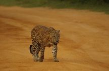 Private Jeep Safari in Yala and Bundala National Parks 