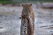 Private Jeep Safari in Yala and Bundala National Parks 