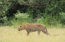 All inclusive 12 Hour Wilpattu National Park Safari