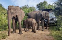Udawalawe National Park Safari: 3 Hr, 5 Hour, Half Day, Full Day
