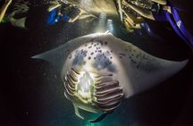Kona Manta Ray Night Snorkel— Small Group - Wetsuit Included