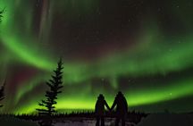 Northern Lights Hunt, Arctic Animals & a Touch of Madness