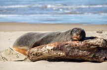 Dunedin to Invercargill via the Catlins 1 Way Small Group Tour