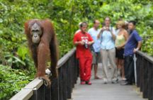 Full Day Sepilok Orangutan and Rainforest Discovery Centre Tour