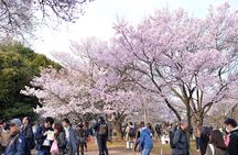 Shinjuku Gyoen National Garden 2 Hour Walking Tour