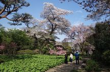 Shinjuku Gyoen National Garden 2 Hour Walking Tour