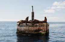 Dolphin and Sea Lion Tour of Catalina Island