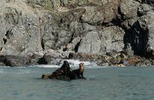 Dolphin and Sea Lion Tour of Catalina Island