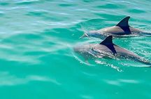 Dolphin Swim with Crystal Rock and BBQ Lunch in Mauritius