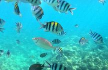 Dolphin Swim with Crystal Rock and BBQ Lunch in Mauritius